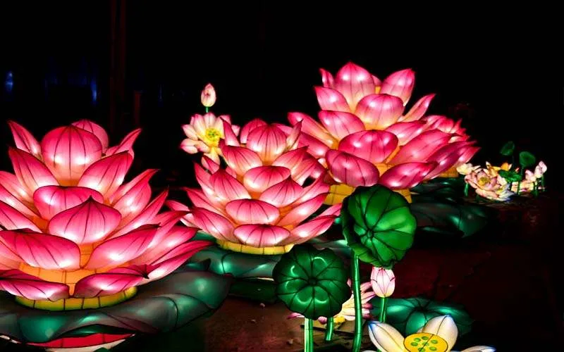 花卉与植物彩灯